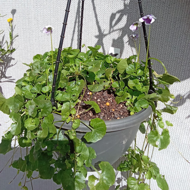 BUSHFOOD NURSERY WALK & TALK WITH JOSIE COX