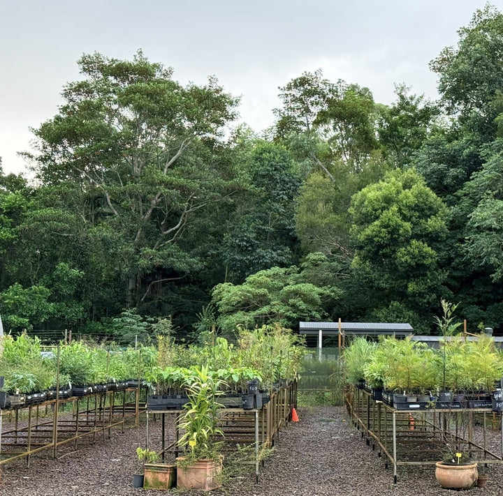 GATHAA BUSHFOOD LOVERS MARKET - FEBRUARY