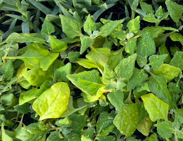 BUSHFOOD NURSERY WALK & TALK WITH JOSIE COX